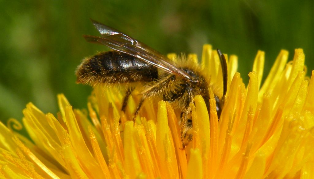 Andrena o Melitturga? Andrena sp, maschio